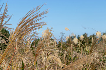 Scenery of Japanese silver grass in autumn, Ibaraki Prefecture, Japan