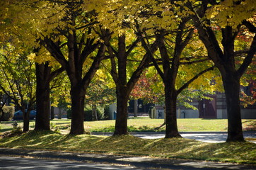 Alley with the row of trees with yellow foliage