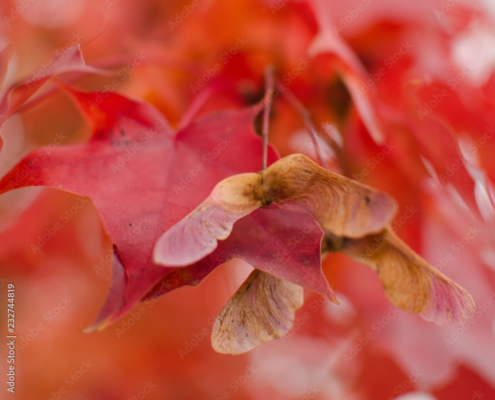 Wall mural closeup of maple seed on ab branch with foliage in red palette in residential part of redmond