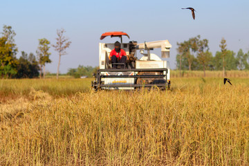 Harvester agriculture machine and harvesting in rice field working