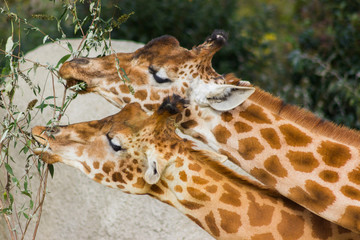 Deux girafes mangent au parc zoologique de Paris