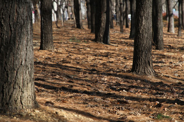 Obraz premium Pine and pine. Lay on the floor in the fall.