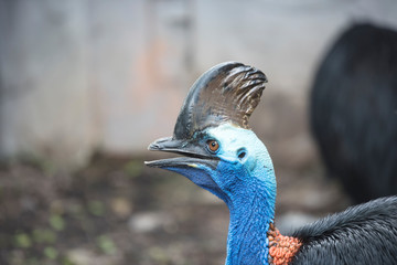 Cassowary,Southern Cassowary animal,