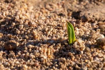 Tiny green sprout pushes up through desert sand