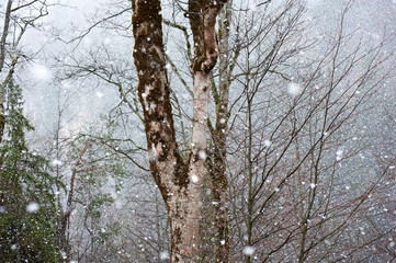 falling snow and bare branches of trees