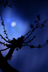 Silhouette of the cherry butts emerged by the full moon light