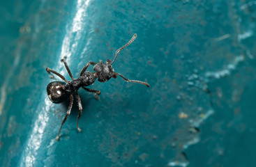 Macro Photo of Black Garden Ant on The Floor