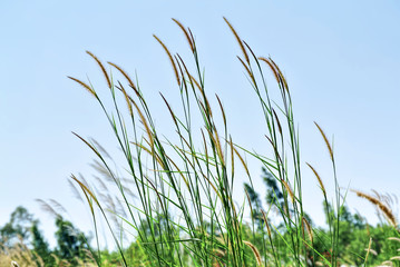 Low Angle View of Fresh Palea Plants in Green Field