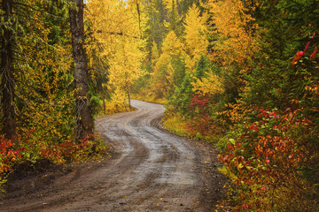 Obraz premium A dirt road in a forest in fall