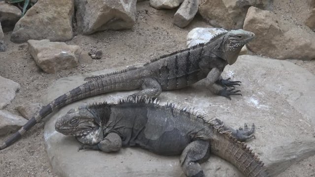Cuban rock iguana (cyclura nubila) 

