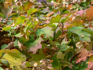 Hortensia à feuilles de chênes (Hydrangea quercifolia) de coloration automnale