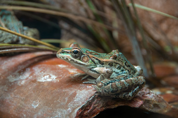Rio Grande Leopard Frog