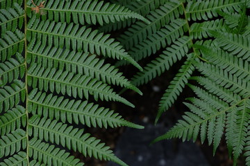 fern in the forest