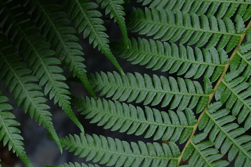 fern in the forest