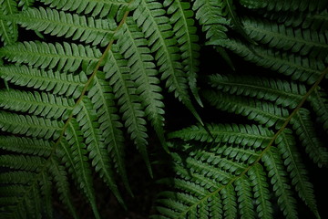 fern in the forest