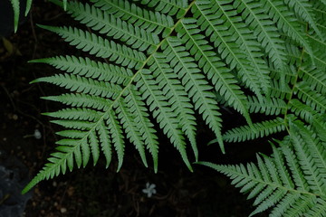 fern in the forest