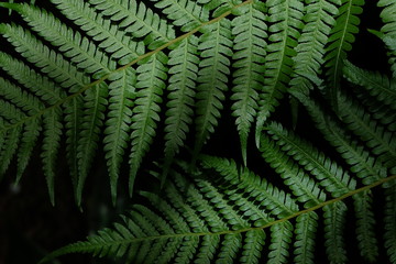 fern in the forest