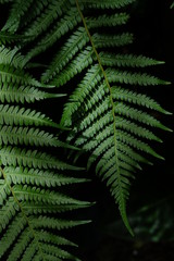 fern in the forest
