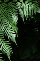 fern in the forest