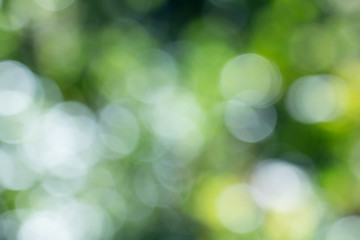 Obraz premium Natural green gradient light and blurred effect image design for presentation background