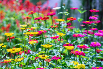 Obraz na płótnie Canvas Collection of colorful summer flower containing red, yellow, purple and white.