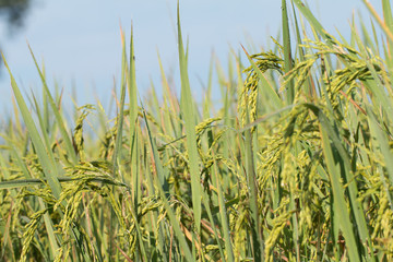 Obraz premium Paddy rice field
