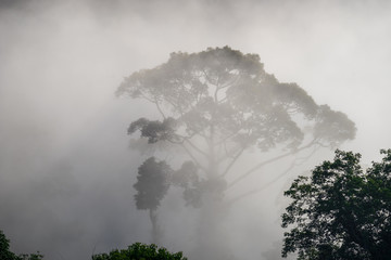 View of Trees covered by fog in Aiyoweng District, Southern Thailand.