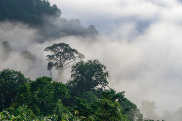View of Trees covered by fog in Aiyoweng District, Southern Thailand.
