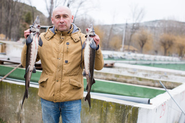 Naklejka premium Fish farmer holding sturgeons