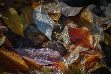 Autumn Leaves in Water