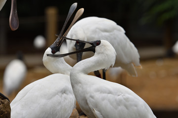 ヘラサギの喧嘩