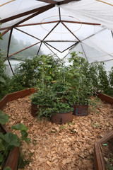 close-up of the interior of the domed greenhouses