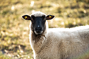  sheep with black and white wool looking in to the camera