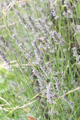 Obraz premium Lavender flowers closeup