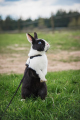 Little rabbit walking on the leash