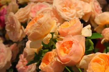 Obraz premium Orange Roses