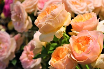 Orange Roses