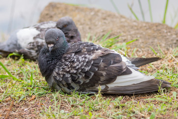 Fototapeta premium 鳩 ハト Columba 公園