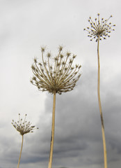 Fototapeta premium dandelion on background of blue sky