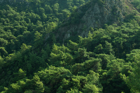 Mountain with dense green forest background © maxkolmeto