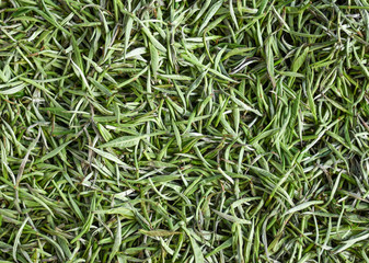 Premium grade fresh white tea leaves spread curing under shade after harvest.Close up of Chinese silver needle white tea.Premium quality green tea leaves with selective focus.
