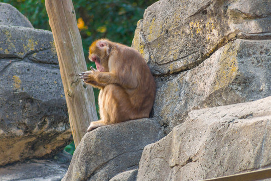 猿 表情 冬 猿山 monkey