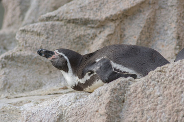 ケープペンギン ペンギン Spheniscus demersus