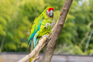 ヒワコンゴウインコ インコ 緑 Ara macao : Scarlet Macaw or Araca