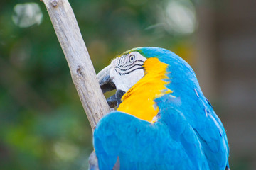 ルリコンゴウインコ Ara ararauna 青色