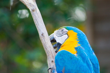 ルリコンゴウインコ Ara ararauna 青色
