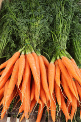Carrots in the market