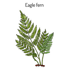 Eagle fern Pteridium aquilinum, medicinal plant.