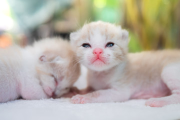 Two newborn babies cat are looking to camera