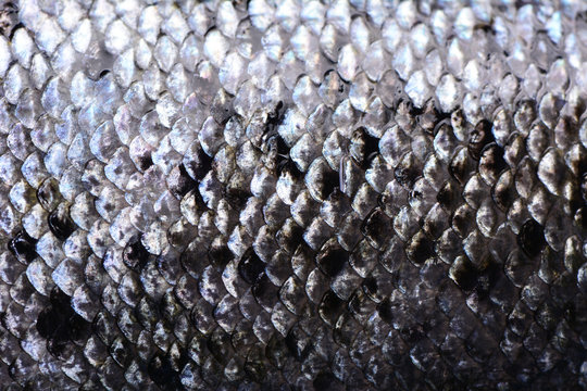 Fish salmon texture